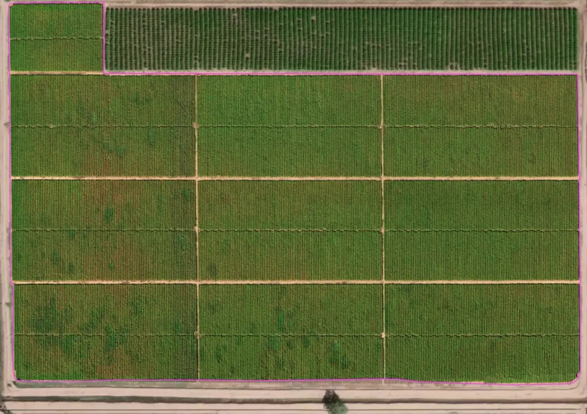 Ortomosaico de un campo agrícola